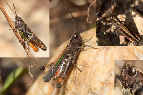 Omocestus rufipes