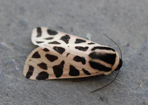 Réf. 215 755 : Cymbalophora pudica
