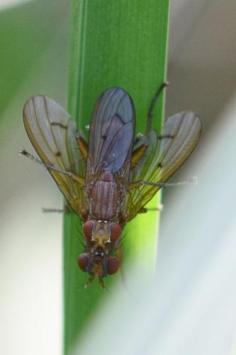 Tetanocera ferruginea