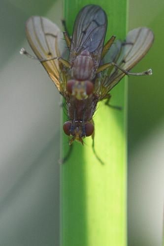 Tetanocera ferruginea