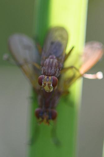 Tetanocera ferruginea