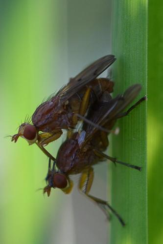 Tetanocera ferruginea