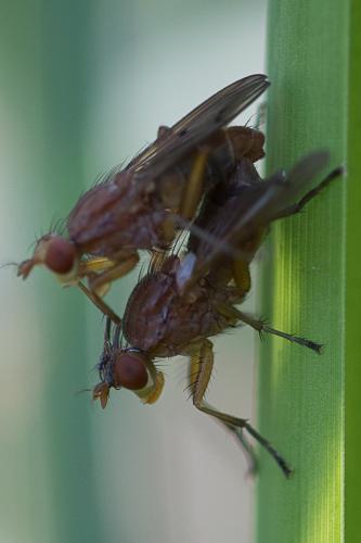 Tetanocera ferruginea