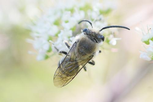 Colletes sp.