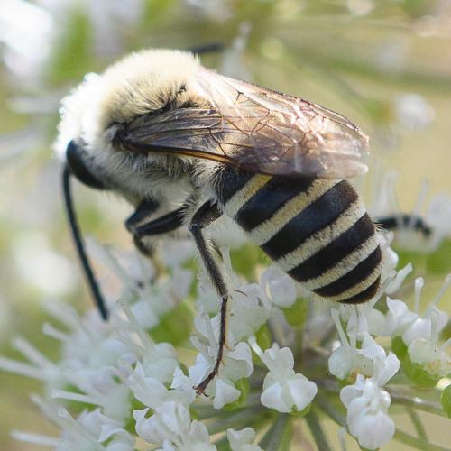 Colletes sp.