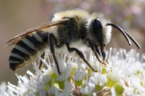 Colletes sp.