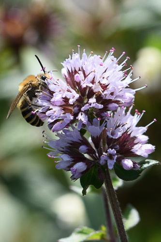 Colletes sp.