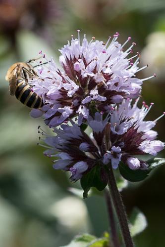 Colletes sp.