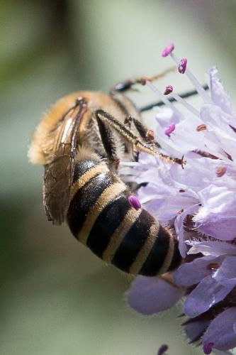 Colletes sp.