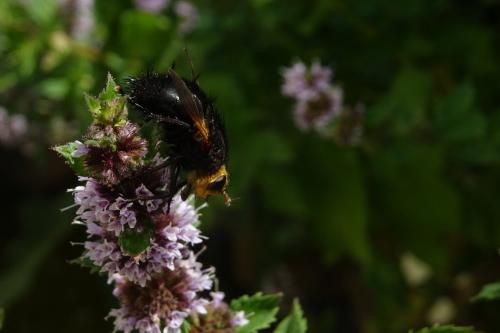 Réf. 215 342 : Tachina grossa
