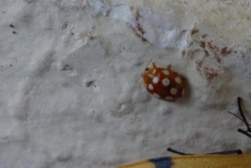 Vibidia duodecimguttata