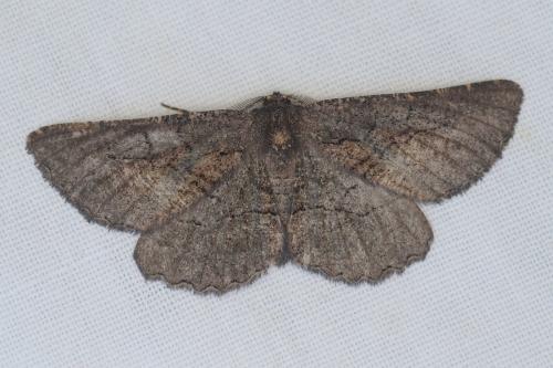 Nychiodes notarioi