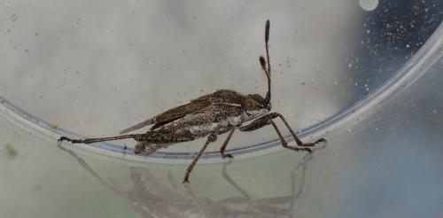 Stictopleurus punctatonervosus
