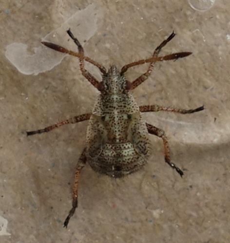Réf. 215 907 : Stictopleurus punctatonervosus