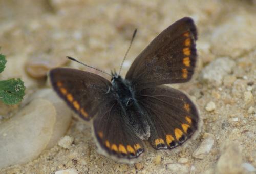 Réf. 215 899 : Polyommatus sp.