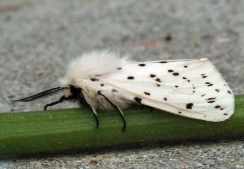 Réf. 215 565 : Spilosoma lubricipeda