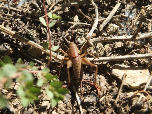Tettigoniinae
