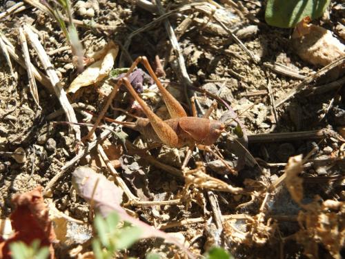 Tettigoniinae