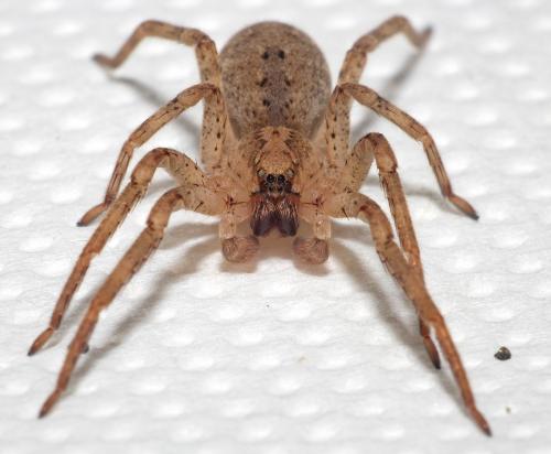 Réf. 215 477 : Zoropsis spinimana