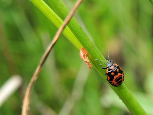 Réf. 215 009 : Eurydema dominulus