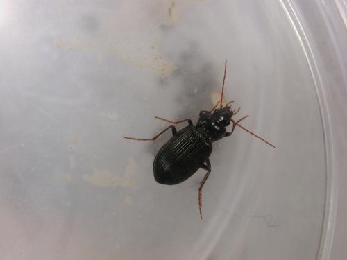 Nebria sp.