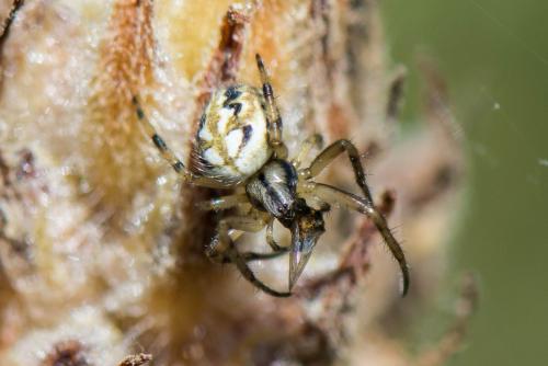 Réf. 215 920 : Neoscona adianta