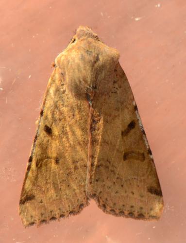 Réf. 215 179 : Agrochola lychnidis