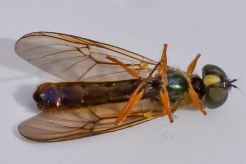 Sargus bipunctatus