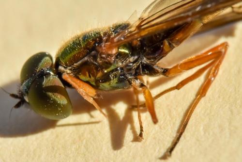 Sargus bipunctatus
