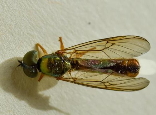 Sargus bipunctatus