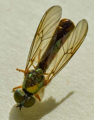 Sargus bipunctatus