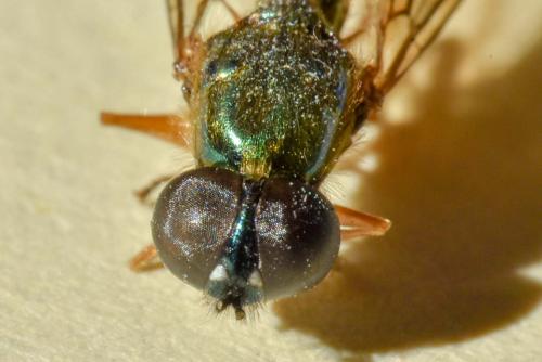 Sargus bipunctatus