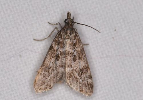 Réf. 215 908 : Eudonia sp.