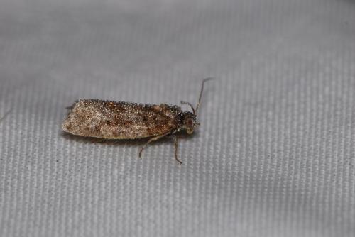 Réf. 215 586 : Olethreutinae inconnu
