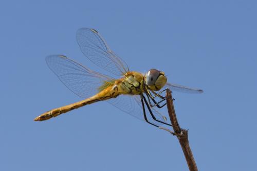 Réf. 215 044 : Sympetrum fonscolombii