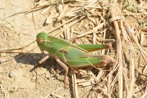 Réf. 215 043 : Locusta migratoria