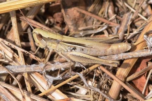 Réf. 215 039 : Euchorthippus elegantulus
