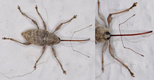Curculio elephas