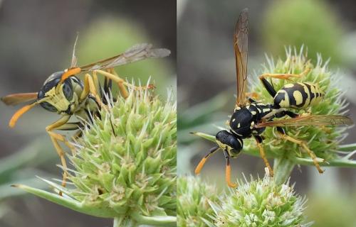 Polistes dominula