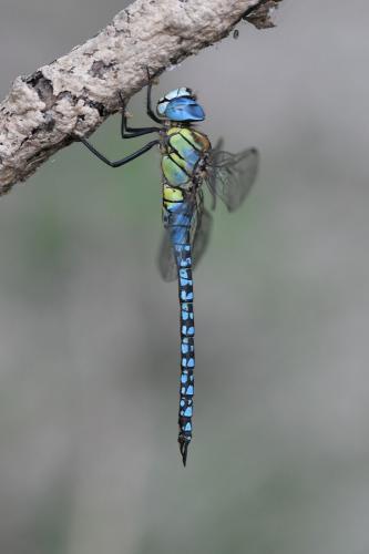 Aeshna affinis