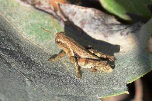 Pezotettix giornae