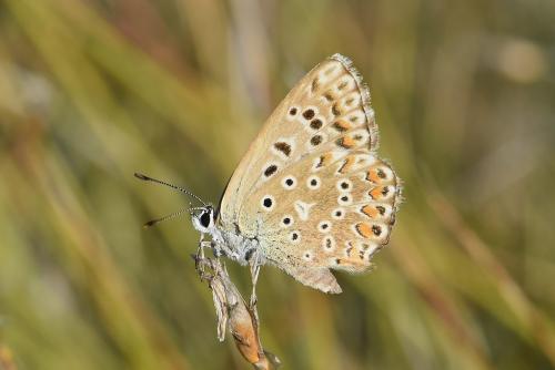 Réf. 215 177 : Polyommatus hispana