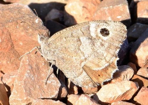 Réf. 215 653 : Hipparchia statilinus