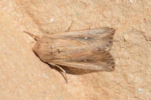 Réf. 215 959 : Leucania punctosa