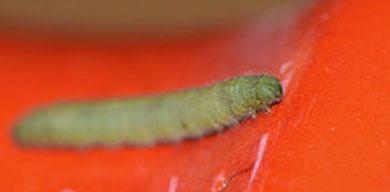 Pieris rapae