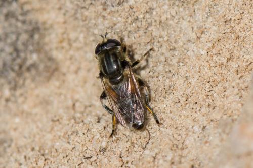 Réf. 215 673 : Merodon avidus