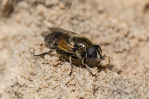 Réf. 215 674 : Merodon avidus