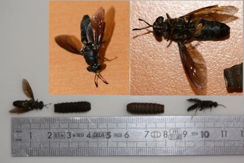 Hermetia illucens