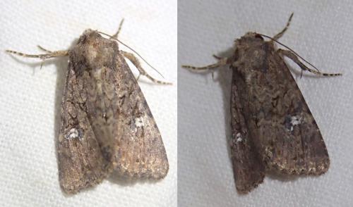 Mesapamea (secalella-secalis)