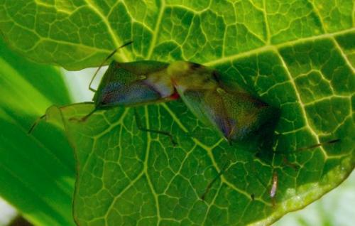 Elasmostethus sp.